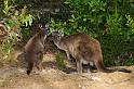 163 Kangaroo Island, kangoeroes